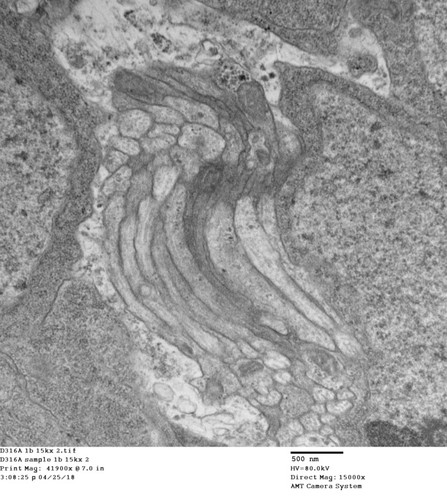 CIL: 50751, Drosophila melanogaster