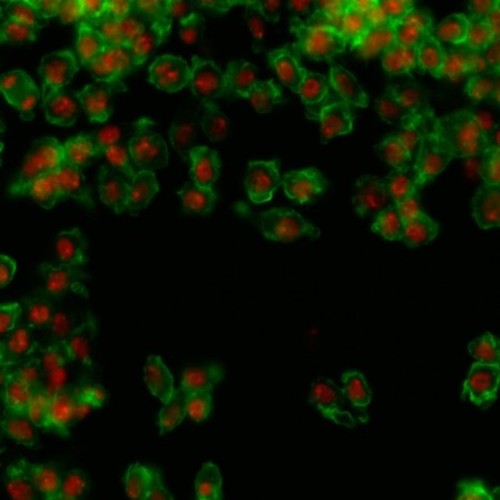 CIL:32132, Drosophila melanogaster, epithelial cell