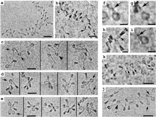 CIL:39731, Gallus gallus gallus, erythrocyte