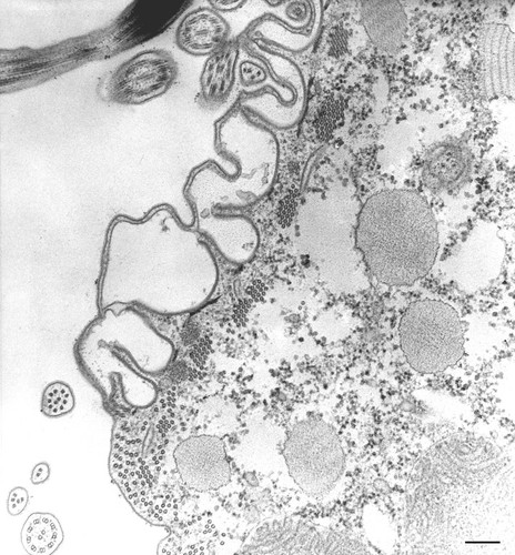 CIL:36777, Paramecium caudatum, cell by organism, eukaryotic cell, Eukaryotic Protist, Ciliated Protist