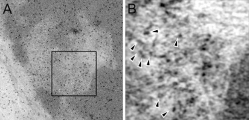 CIL:39743, Mus musculus, retinal rod cell