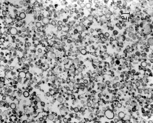 CIL:37298, Cavia porcellus, pancreatic cell