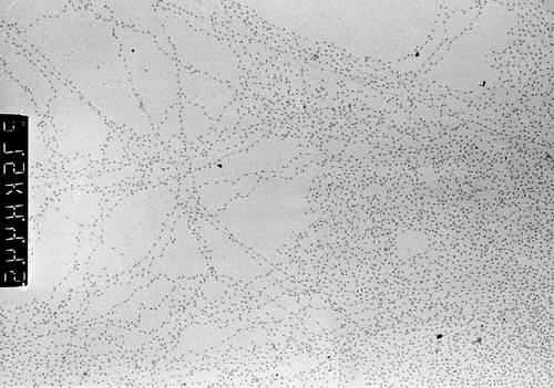 CIL:709, Gallus gallus, nucleate erythrocyte