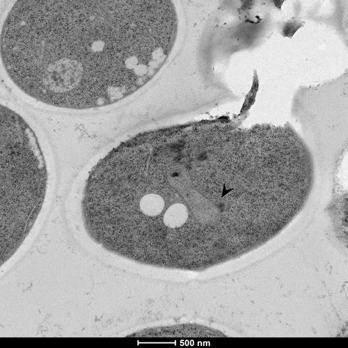 CIL: 50825, Saccharomyces cerevisiae (baker's yeast, budding yeast), Mixed population of S. cerevisiae cells