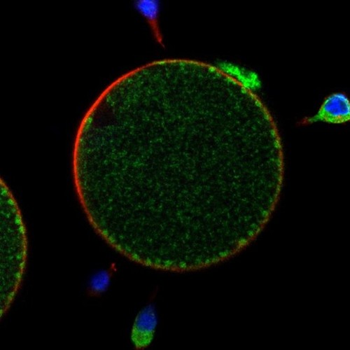 CIL: 54621, Mus musculus, oocyte