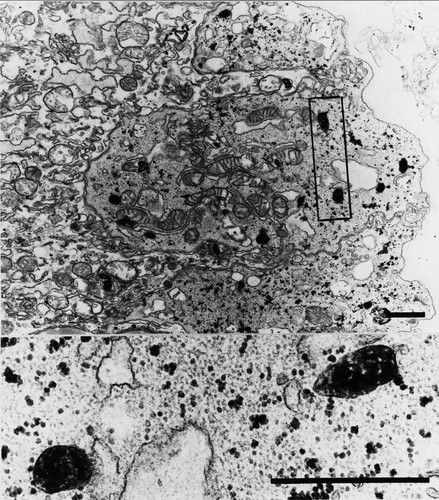 CIL:46754, Homo sapiens, mononuclear cytotrophoblast cell