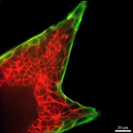 CIL:42155, Mus musculus, epithelial cell