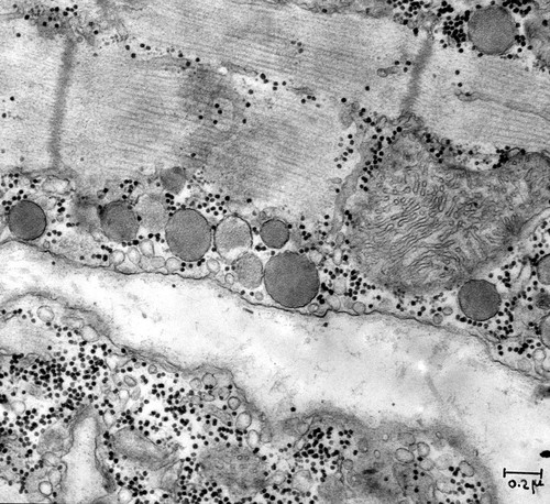 CIL:37209, Rattus, cardiac muscle cell