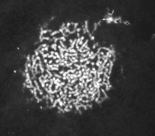 CIL:770, Patiria miniata, sperm