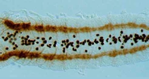 CIL:179, Drosophila melanogaster, glial cell