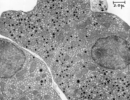 CIL:37235, Cavia porcellus, Langerhans cell, pancreas