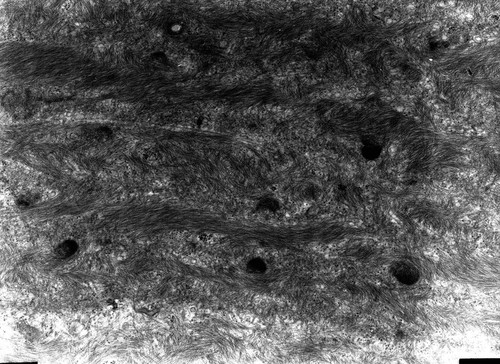 CIL:10431, Rana catesbeiana, barrier epithelial cell