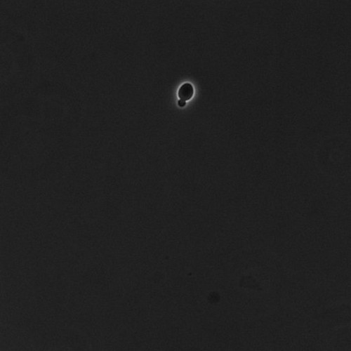 CIL:39647, Saccharomyces cerevisiae