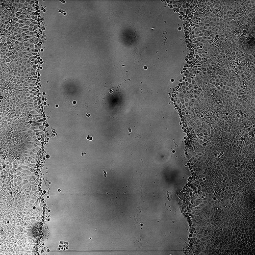 CIL:44505, Canis lupus familiaris, kidney epithelial cell