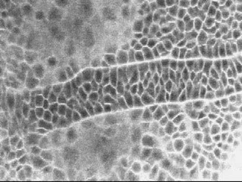 CIL:37412, Danio rerio, epithelial cell, chorda mesoderm