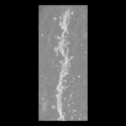 CIL:39993, Mus musculus, CNS neuron (sensu Vertebrata)