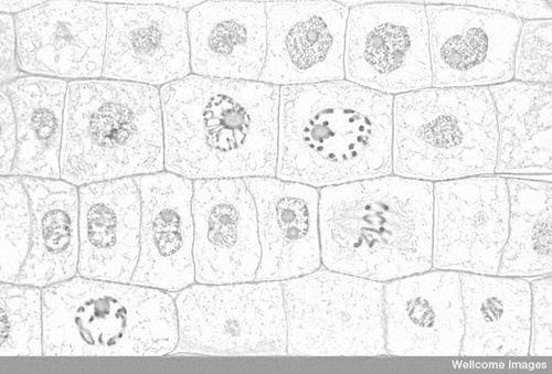 CIL:39065, Allium cepa, root cell