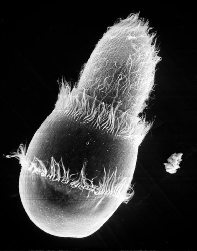 CIL:39246, Didinium nasutum, Paramecium sp., cell by organism, eukaryotic cell, Eukaryotic Protist, Ciliated Protist