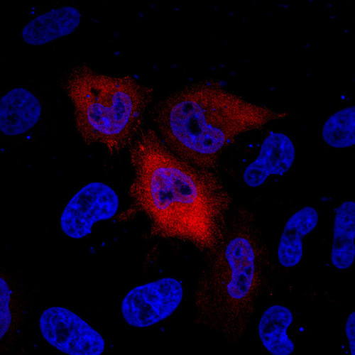 CIL: 53813, Homo sapiens, HeLa