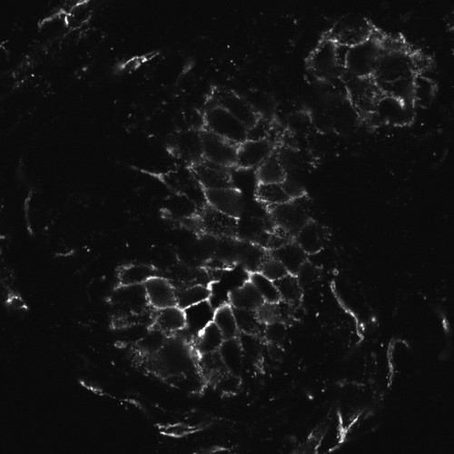 CIL:12291, Mus musculus, epithelial cell