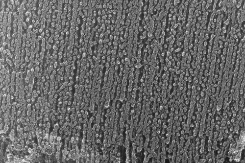 CIL:6563, Oryctolagus cuniculus, skeletal muscle cell