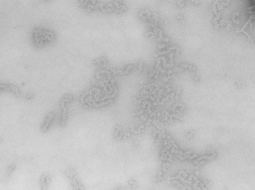 CIL:715, Necturus maculosus, nucleate erythrocyte