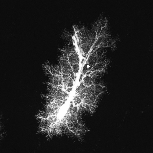 CIL:36372, Rattus norvegicus, astrocyte, astrocyte of the hippocampus