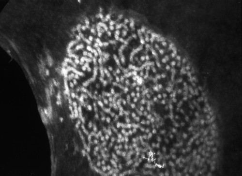 CIL:778, Patiria miniata, sperm