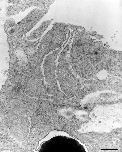 CIL:12306, Nassula, cell by organism, eukaryotic cell, Eukaryotic Protist, Ciliated Protist