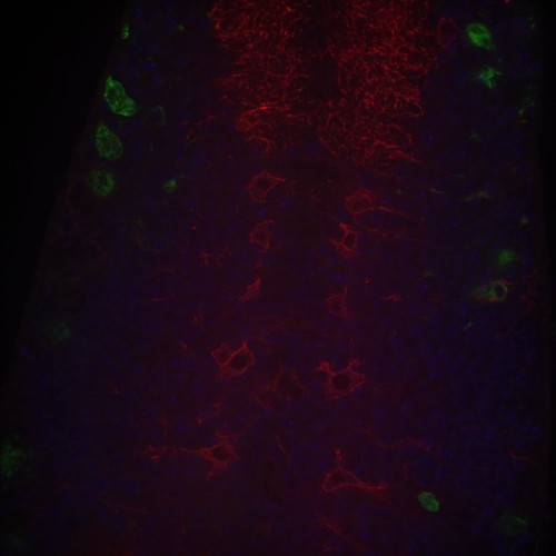 CIL: 54687, Drosophila melanogaster, astrocytes (red)