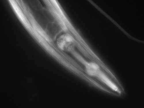 CIL:1065, Caenorhabditis elegans, muscle cell