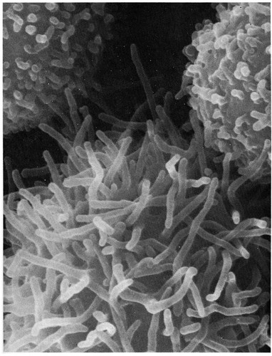 CIL:11102, Mus musculus, peritoneal macrophage