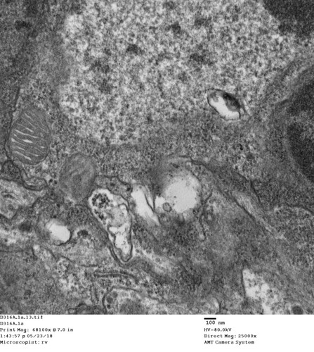 CIL: 50783, Drosophila melanogaster