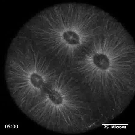 CIL:15796, Dendraster excentricus