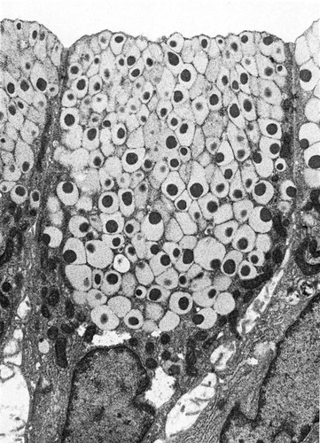 CIL:36002, Rattus, simple columnar epithelial cell