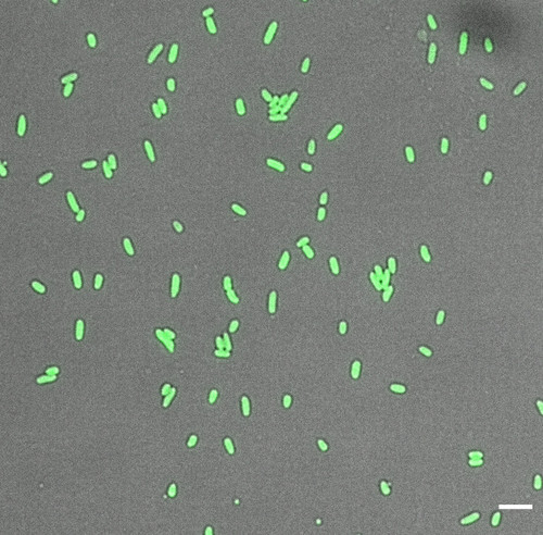 CIL: 54700, Bacteria E coli, MC1061