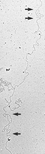 CIL:39334, Physarum polycephalum, plasmodium