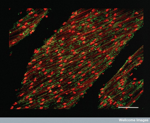 CIL:39011, Ascidiacea, muscle cell