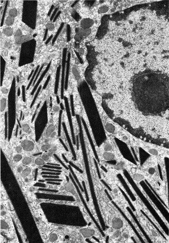 CIL:35984, Batrachoseps attenuatus, hepatocyte