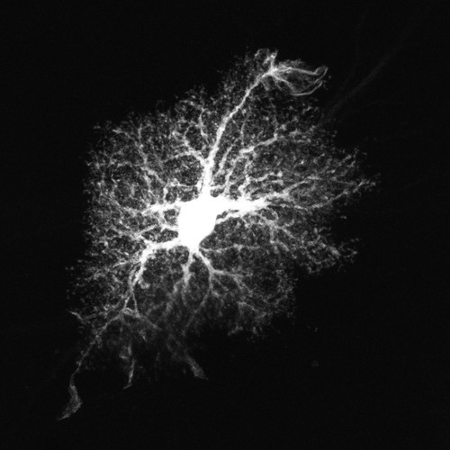 CIL:48003, Rattus norvegicus, astrocyte, astrocyte of the hippocampus