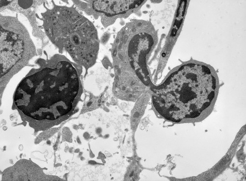 CIL:39385, mus muscula, endothelial cell, blood cell