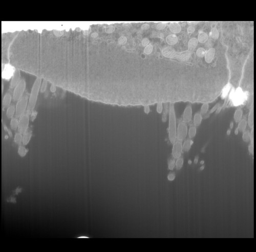 CIL: 50707, FIB-SEM Dataset of anti-PKHD1L1 Immuno-Gold Labeled Outer Hair Cell Stereocilia Bundles: 4.4_Cell_4_Stack_Cropped_Aligned