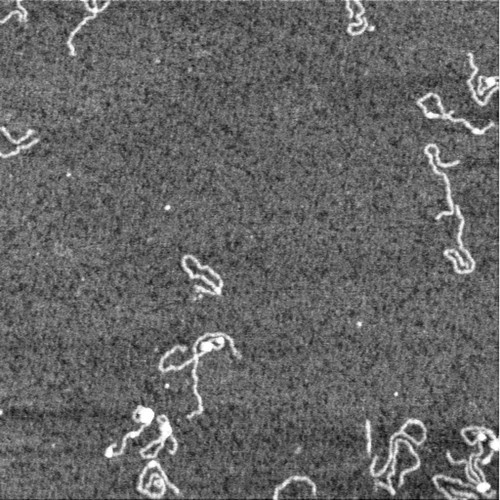 CIL:7425, Homo sapiens, neuron