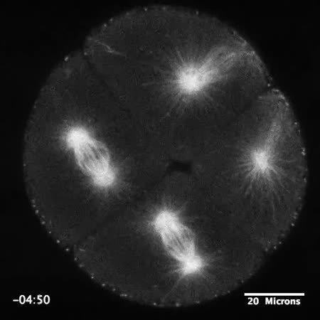 CIL:13402, Strongylocentrotus purpuratus