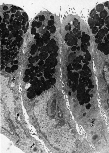 CIL:36003, Cavia porcellus, simple columnar epithelial cell