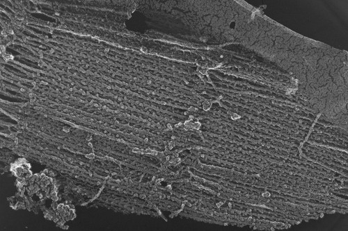 CIL:6554, Oryctolagus cuniculus, skeletal muscle cell