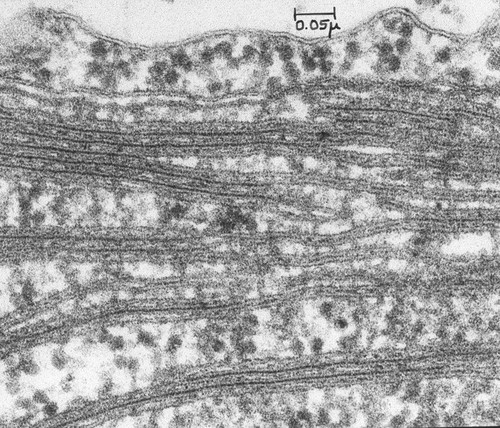 CIL:41053, Chlamydomonas reinhardtii