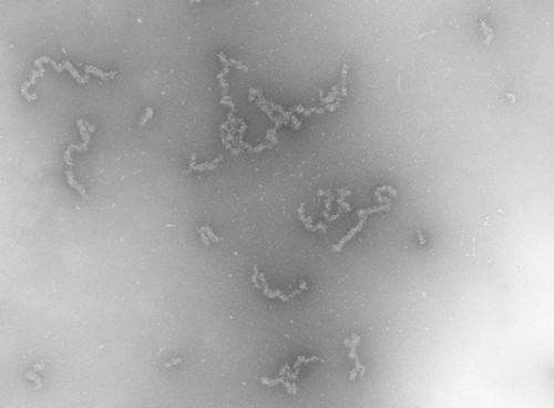 CIL:742, Necturus maculosus, nucleate erythrocyte