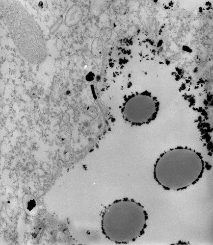 CIL:40566, Paramecium multimicronucleatum, cell by organism, eukaryotic cell, Eukaryotic Protist, Ciliated Protist