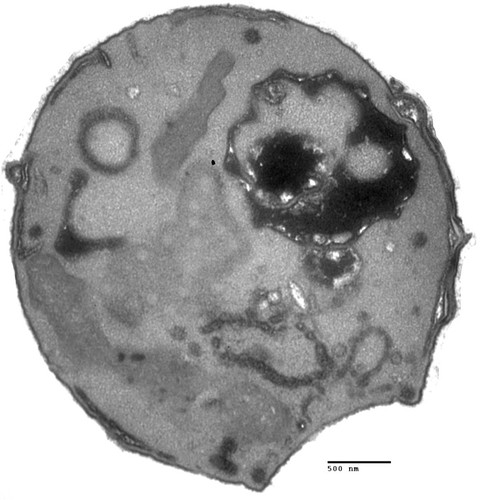 CIL:40412, Saccharomyces cerevisiae, arf1 mutant